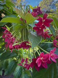 Image result for Combretum indicum