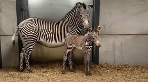 Image result for zebra