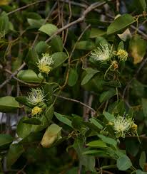 Image result for Maerua angolensis