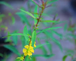 Image result for Heimia salicifolia