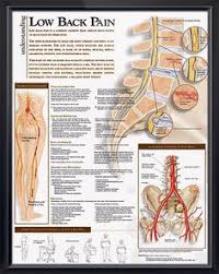 Learn vocabulary, terms and more with flashcards, games and other study tools. Lower Back Muscles