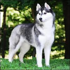  Nugraha Setya Siberian Husky Husky Dogs Siberian Husky Siberian Husky Dog