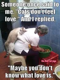M The Best Cat Page Facebook Www Facebook Com Funny Cat Quotes Funnycat Catquotes Cats Funny Animals Cool Cats Crazy Cats