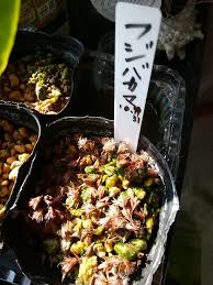 フジバカマの種まき｜そだレポ（栽培レポート）by赤いハナミズキ｜みんなの趣味の園芸