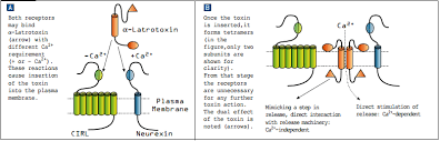 Occasionally referred to as the button. A Latrotoxin A Molecular Tool For Induction Of Neurotransmitter Release Alomone Labs