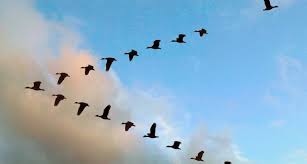 Resultado de imagen para el vuelo de los gansos