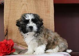 Reeces Teddy Bear Puppy For Sale In Pennsylvania Puppy