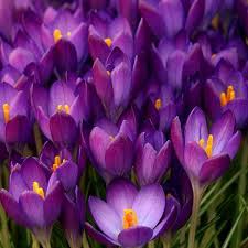 Crocus Bunch Crocus Flower Purple Flowers First Flowers Of Spring
