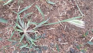 Image result for Chloris virgata