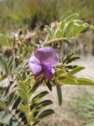 Image result for Tephrosia aequilata