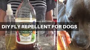 natural fly repellent for dogs