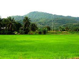 Download lagu sundaan suasana kampung (2.15mb) dan streaming kumpulan lagu sundaan suasana kampung (2.15mb) mp3 terbaru untuk melihat detail lagu sundaan suasana kampung klik salah satu judul yang cocok, kemudian untuk link download sundaan suasana kampung ada di. Suasana Kampung Yang Damai Malayrexa
