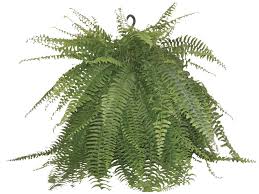 Check spelling or type a new query. 10 Boston Fern Hanging Basket At Menards