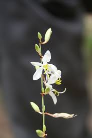 Image result for Chlorophytum macrophyllum