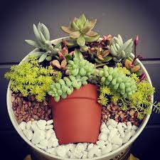 We did not find results for: How To Arrange Succulents Into A Creative Dish Garden Design Better Homes Gardens