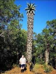 Image result for Aptosimum marlothii