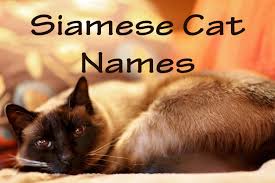 The name is borrowed from the movie homeward bound. 101 Most Popular Siamese Cat Names In 2021 Cat Mania