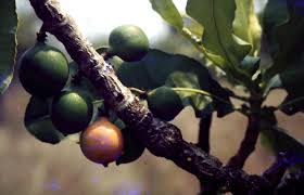Image result for Garcinia pachyclada