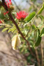 Image result for Combretum microphyllum
