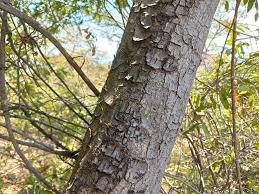 Image result for Acridocarpus natalitius