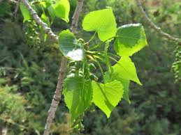 Maybe you would like to learn more about one of these? My Four Tree Friends What Next