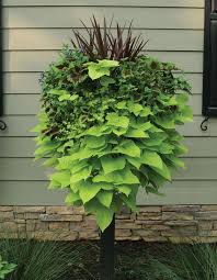 Get The Very Best Through Your Garden With One Of These Tips Jardinage En Pots Idees Jardin Et Jardins De Vivaces