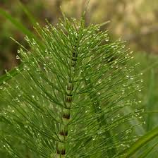 Image result for Equisetaceae