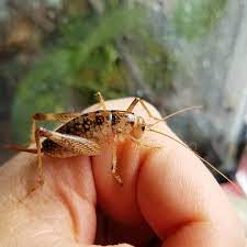 It is important, however, to have a pest controller look at your issue to give you information about pest pressures. My Pet Camel Cricket Peanut Entomology