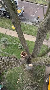 Tree-60 Tree Service on Reels | Facebook