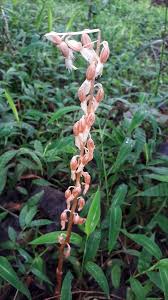 Image result for Epipogium roseum