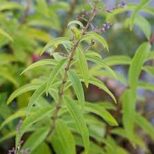 Image not available for color: Lemon Verbena White Flower Farm