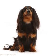 Some of our dachshunds come in different patterns such as dapple and piebald. Dog Black And Tan Long Haired Dachshund Bitch Photo Wp49203