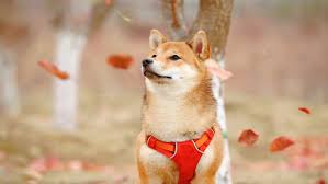 Register now and get 1700 free dollars! Dogecoin Price Doge Price Index And Live Chart Coindesk