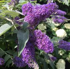 Image result for Komule střídavolisté