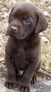 98 Timber The Labrador Retriever Shenki Labradora Detenyshi Zhivotnyh