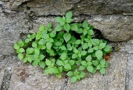 Image result for Parietaria