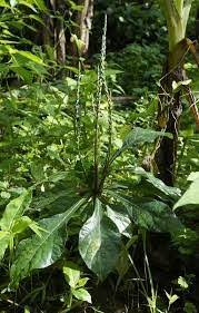 Image result for Elytraria