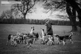 Foxhounds Wynnstay By Sarah Farnsworth Hunter Dog The Fox And The Hound Dogs