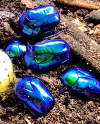 Image result for Buchnera speciosa