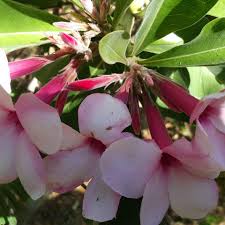 Image result for Julbernardia paniculata