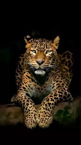Google Grote Katten Dieren Mooi Dieren