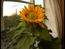 My Sunflower Timelapse From Seed To Flower To Seed