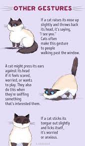 Understand Cat Language Better With These Funny Illustrations Cat Language Cat Behavior Cat Facts