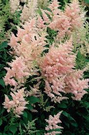 Japanese Astilbe False Spirea Peach Blossom Astilbe X Japonica My Garden Life