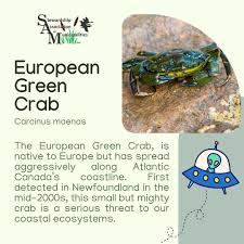 Image result for Euploca katangensis