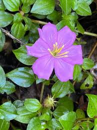 Image result for Heterotis decumbens