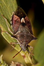 Image result for Aizoon schellenbergii