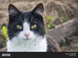 Some of the kittens for sale here are as young as two weeks old. Black White Cat Image Photo Free Trial Bigstock