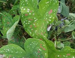 Image result for Sarcophrynium brachystachyum