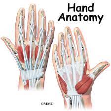 Hand tendon repair is carried out when one or more tendons in your hand rupture or are cut, leading to loss of normal hand movements. Hand Anatomy Eorthopod Com